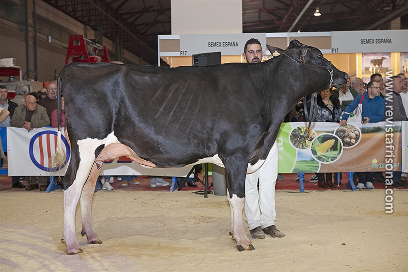 16 Seccin - 1 Gallega: Rey 735 Dinosa Bradnick