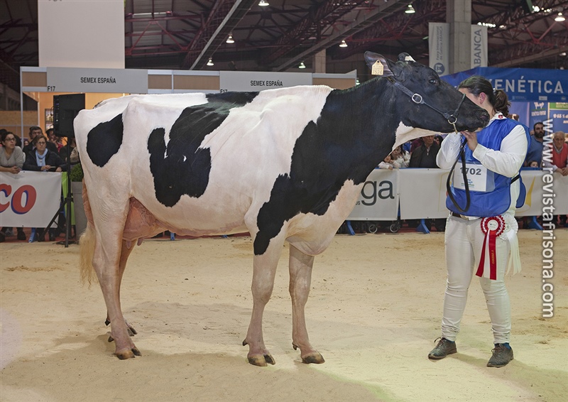 17 Seccin - 1 Gallega: Manteiga Maximus Regenta
