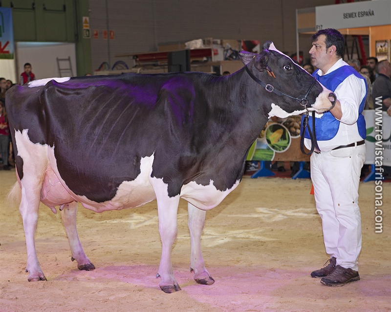 20 Seccin - 1 Gallega: Cid Aftershock Muesky