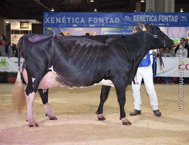 20 Seccin - 1 Internacional: Cudaa Debora Stanleycup