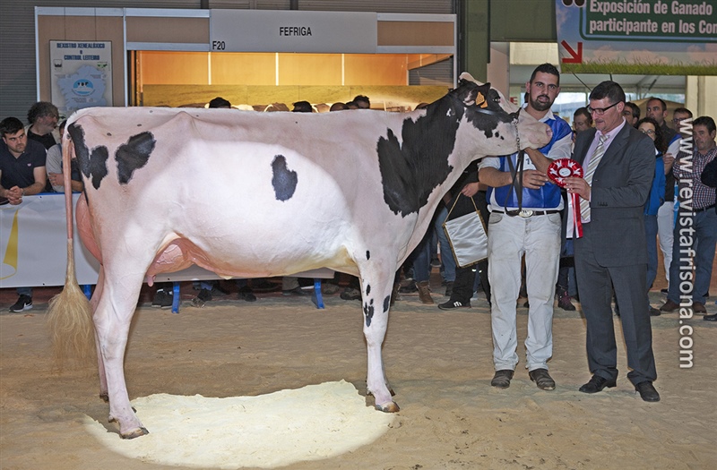 Vaca Joven Campeona de Galicia y del Open Internacional GandAgro19: Rey 747 July High Octane