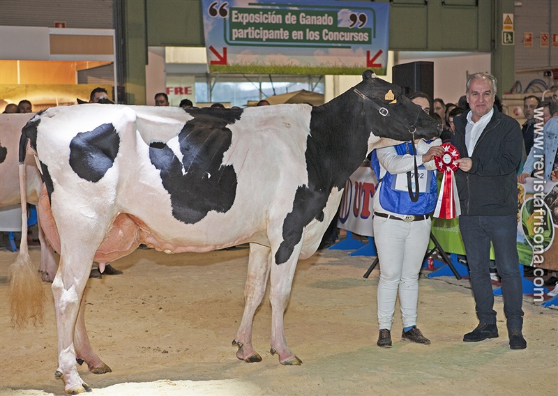 Vaca Intermedia Campeona de Galicia: Manteiga Maximus Regenta