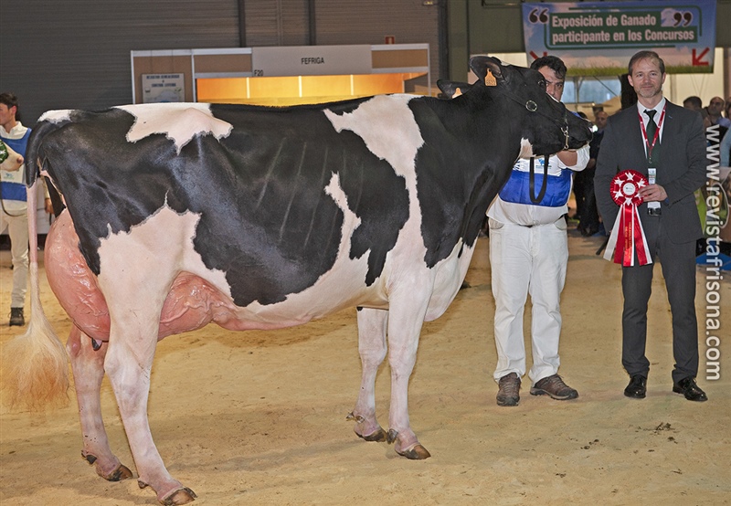 Vaca Adulta Campeona de Galicia: Cid Debutante Chona