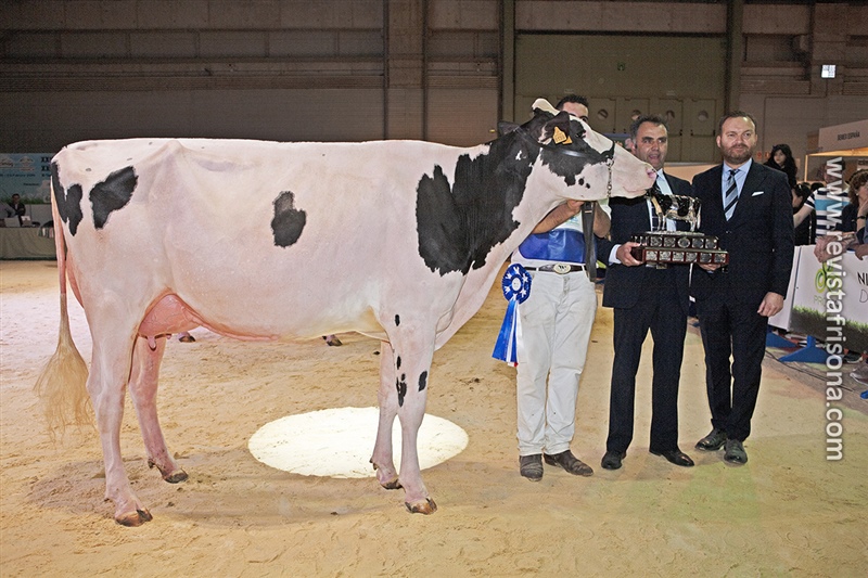 Vaca Gran Campeona de Galicia 2019 y del Open Internacional GandAgro19: Rey 747 July High Octane