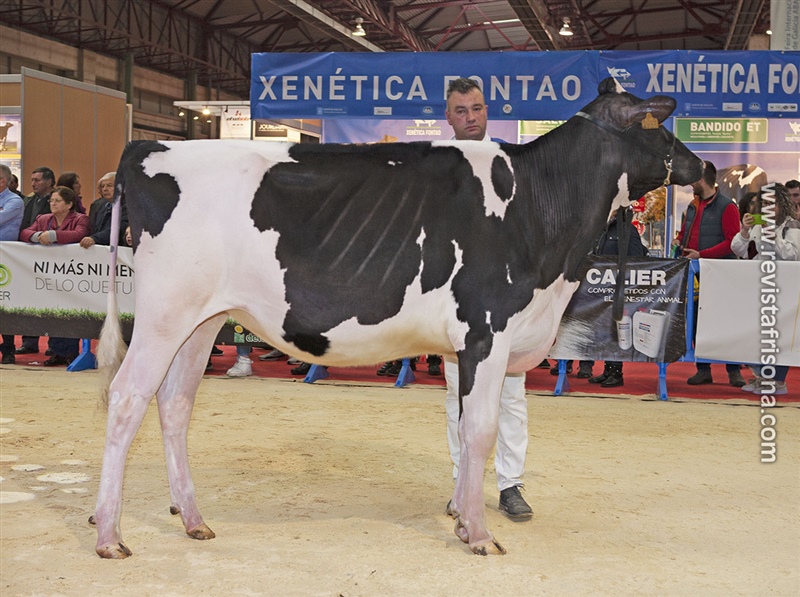 4 Seccin - 1 Gallega e Internacional: Rey 833 Beemer Zynal