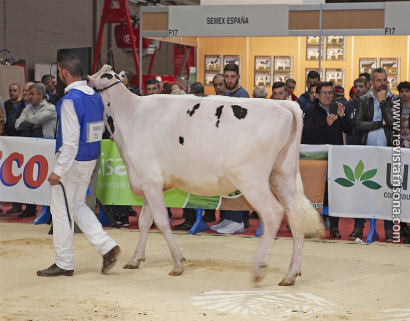 5 Seccin - 1 Gallega: Rey 812 Elude Carina