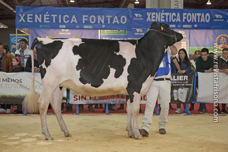 6 Seccin - 1 Gallega e Internacional: Casa-Nova Electra Lamborgini