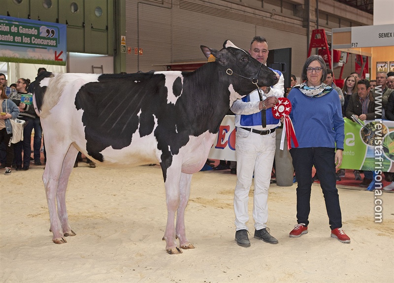 Ternera Campeona de Galicia: Rey 833 Beemer Zynal