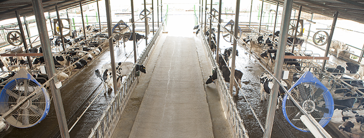DeLaval programa Cow Cooling