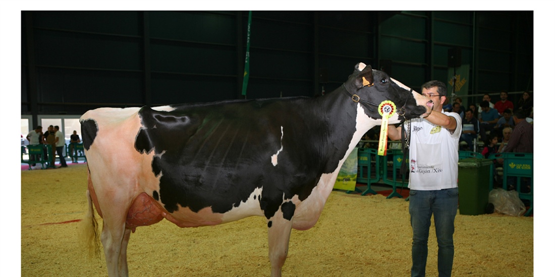 Badiola Airlift Kenda, Vaca Gran Campeona de Asturias 2018