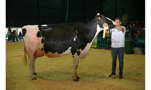 Badiola Airlift Kenda, Vaca Gran Campeona de Asturias 2018