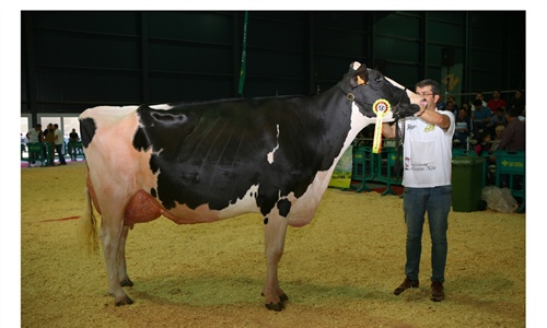 Badiola Airlift Kenda, Vaca Gran Campeona de Asturias 2018