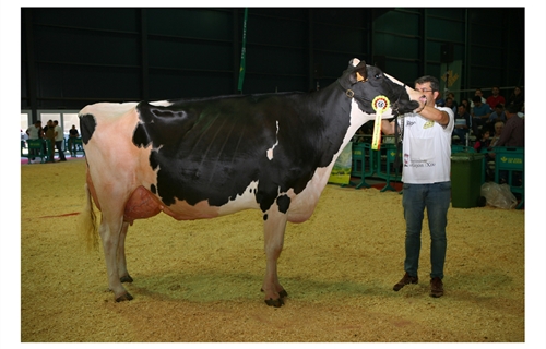 Badiola Airlift Kenda, Vaca Gran Campeona de Asturias 2018