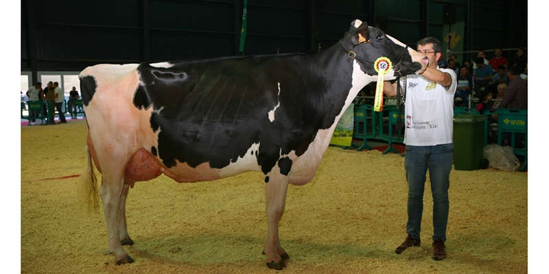 Badiola Airlift Kenda, Vaca Gran Campeona de Asturias 2018