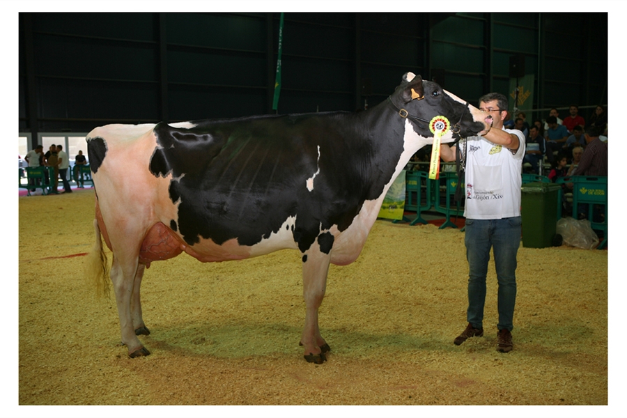 Badiola Airlift Kenda, Vaca Gran Campeona de Asturias 2018