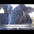 Vdeo: Visita la Ganadera Blanco-Cao en San Milln de los Caballeros (Len)