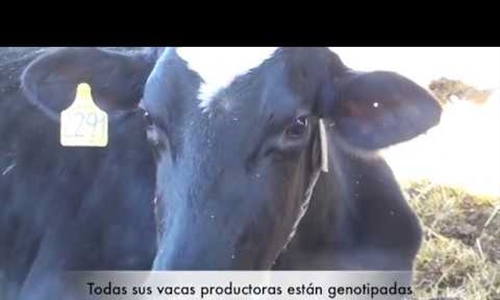 Vdeo: Visita la Ganadera Blanco-Cao en San Milln de los Caballeros...