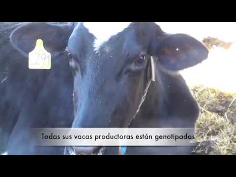 Vdeo: Visita la Ganadera Blanco-Cao en San Milln de los Caballeros...