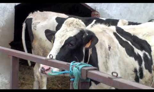 Vdeo: Visita la Ganadera MEL-FER en Santervs de la Vega (Palencia)