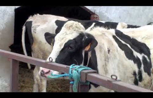 Vdeo: Visita la Ganadera MEL-FER en Santervs de la Vega (Palencia)