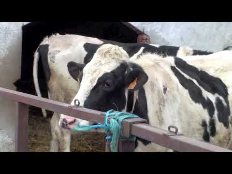 Vdeo: Visita la Ganadera MEL-FER en Santervs de la Vega (Palencia)