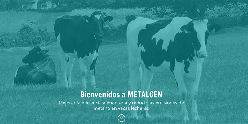 CONAFE y METALGEN trabajan en la mejora de la eficiencia alimentaria y la reducción de emisiones de metano en vacas lecheras