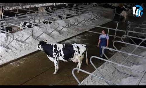 Vídeo: Cómo mover a una vaca dentro de un establo