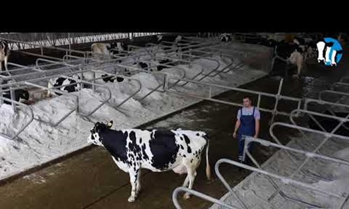 Vdeo: Cmo mover a una vaca dentro de un establo