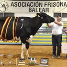 Binisegui Vell Atwood Fusa, Vaca Gran Campeona de Menorca