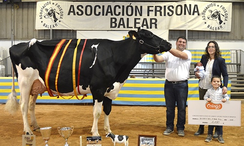 Binisegui Vell Atwood Fusa, Vaca Gran Campeona de Menorca