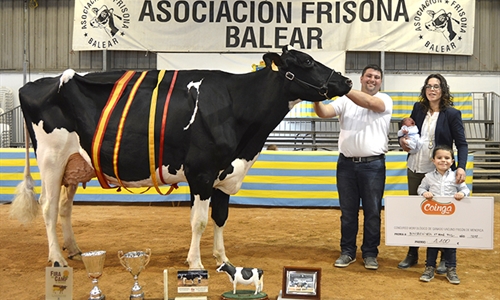 Binisegui Vell Atwood Fusa, Vaca Gran Campeona de Menorca