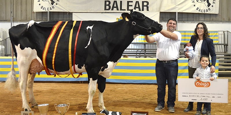 Binisegui Vell Atwood Fusa, Vaca Gran Campeona de Menorca