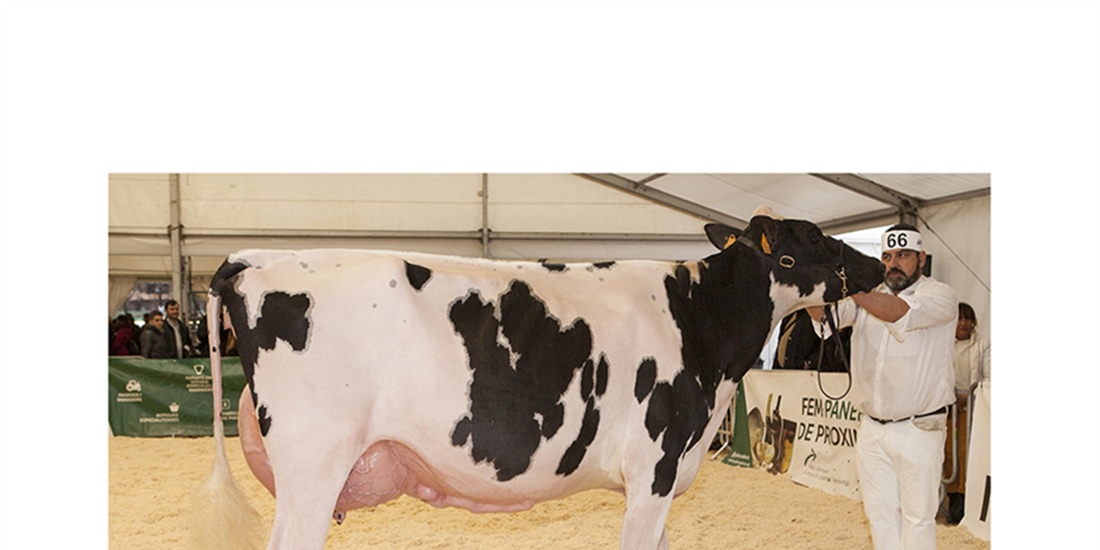 Marquet Kiona Explode, Vaca Gran Campeona de Catalua 2018