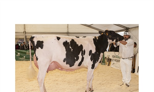 Marquet Kiona Explode, Vaca Gran Campeona de Catalua 2018