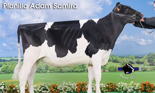 Planillo Adam Samira, Novilla Campeona Reserva de la Nuit de la...