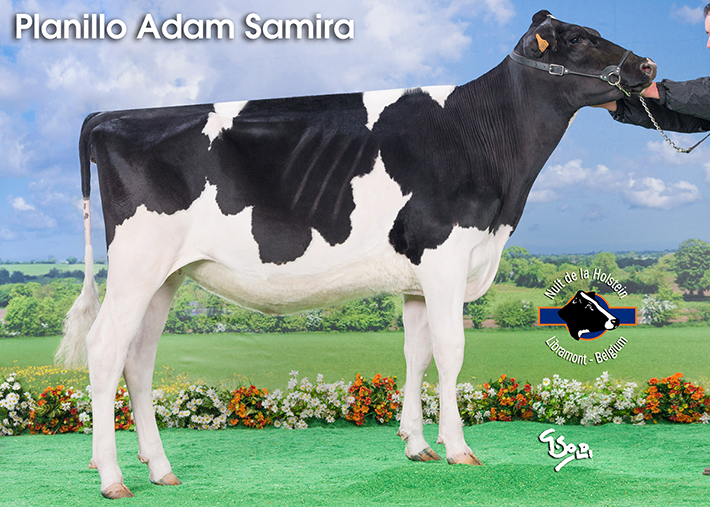 Planillo Adam Samira, Novilla Campeona Reserva de la Nuit de la...