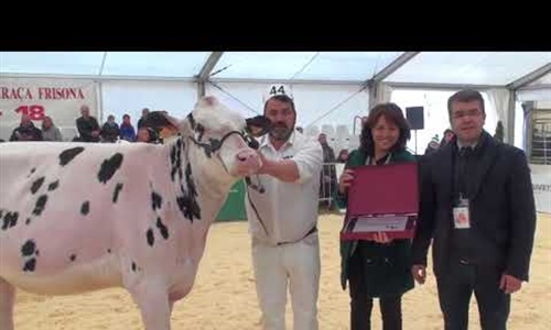 Vdeo: 21 Concurso Cataln de Raza Frisona FEFRIC 2018