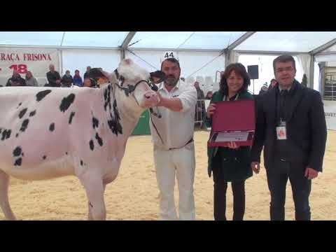 Vdeo: 21 Concurso Cataln de Raza Frisona FEFRIC 2018