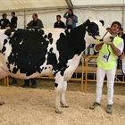 282 Raset Anita Richman, Vaca Gran Campeona del Concurso de Raza Frisona de Campllong 2018