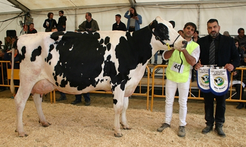 282 Raset Anita Richman, Vaca Gran Campeona del Concurso de Raza...