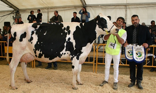 282 Raset Anita Richman, Vaca Gran Campeona del Concurso de Raza...