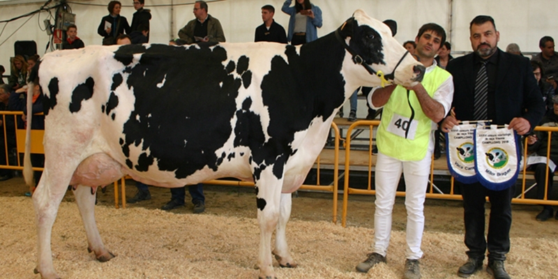 282 Raset Anita Richman, Vaca Gran Campeona del Concurso de Raza Frisona de Campllong 2018