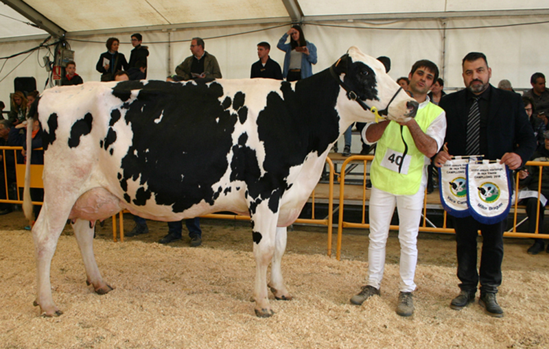 282 Raset Anita Richman, Vaca Gran Campeona del Concurso de Raza...