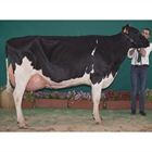 Atalayuela Kampman Reinalda, Vaca Gran Campeona de Andaluca 2018