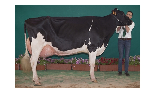 Atalayuela Kampman Reinalda, Vaca Gran Campeona de Andaluca 2018