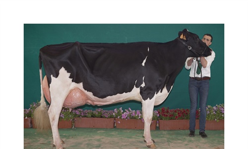 Atalayuela Kampman Reinalda, Vaca Gran Campeona de Andaluca 2018