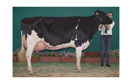 Atalayuela Kampman Reinalda, Vaca Gran Campeona de Andaluca 2018