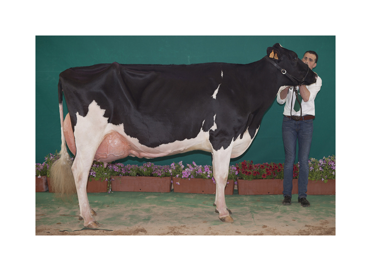 Atalayuela Kampman Reinalda, Vaca Gran Campeona de Andaluca 2018