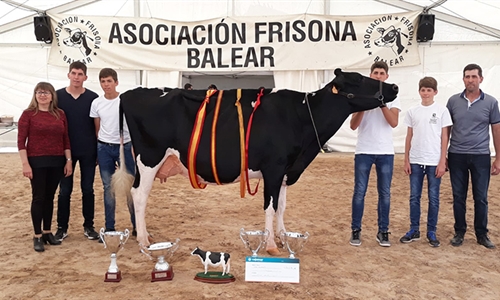 Son Quart Delete Jeyn, Vaca Gran Campeona de Mallorca 2018