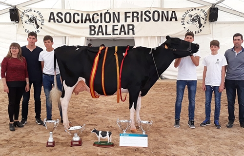 Son Quart Delete Jeyn, Vaca Gran Campeona de Mallorca 2018